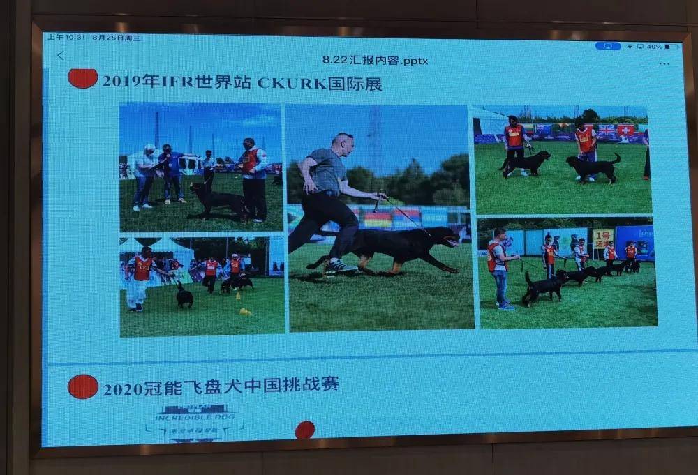 合作共赢：打造最强宠物阵容战胜所有困难